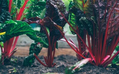 Sustainable Practices: How Premium Produce Wholesalers are Leading the Way